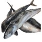 Mackerel Fish