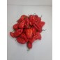 Fresh Scotch Bonnet Peppers 1kg