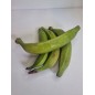 Green Plantain Half Box